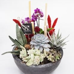 Mini Phalenopsis Orkide ile Süslenmiş Sukulent Bahçesi