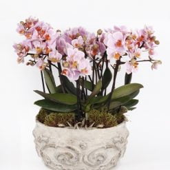 Victorian Beton Saksıda Mini Pembe Orkide