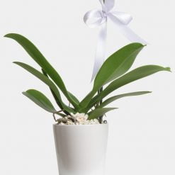 Alternative view of Beyaz Kuğu Phalaenopsis Orkide