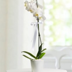 Beyaz Kuğu Phalaenopsis Orkide