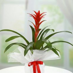 Guzmania (Guzmanya) Saksı Çiçeği