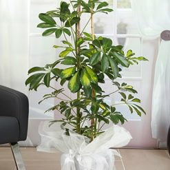 Schefflera Saksı Bitkisi