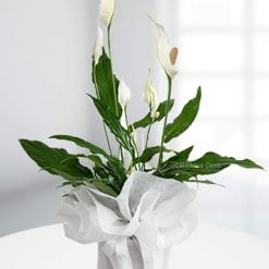 Spathiphyllum Çiçeği (Barış Çiçeği)