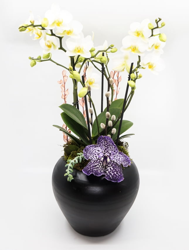 Siyah Vazoda Beyaz Phalenopsis Orkide ve Kuru Bitki Aranjmanı