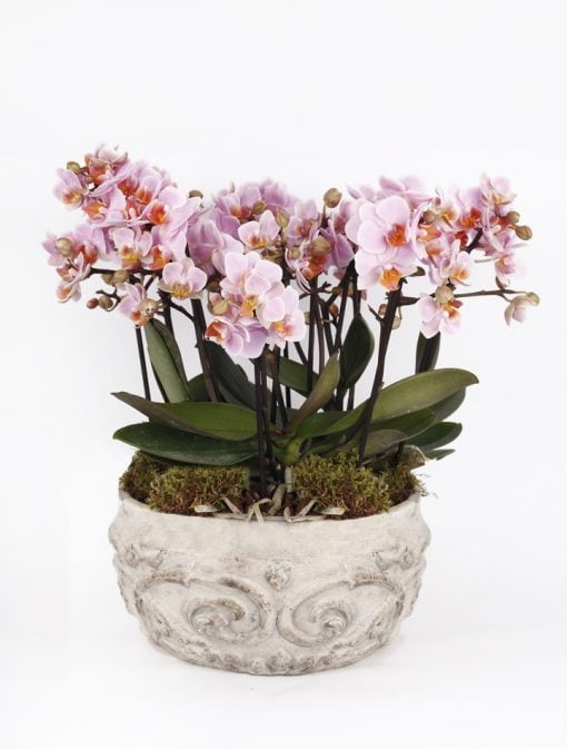Victorian Beton Saksıda Mini Pembe Orkide